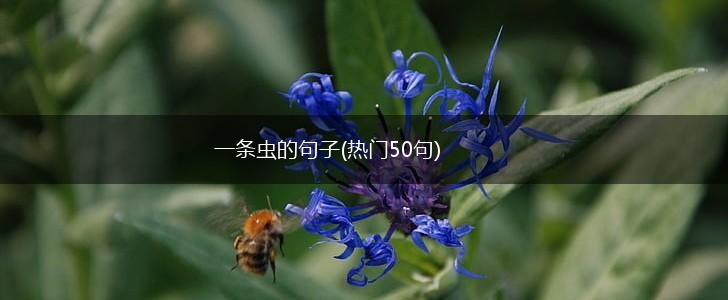 一条虫的句子(热门50句),第1张