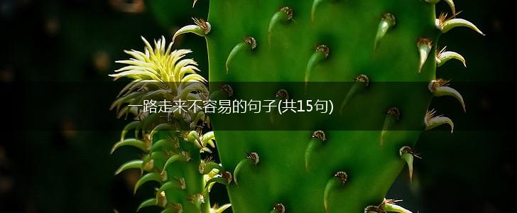 一路走来不容易的句子(共15句),第1张