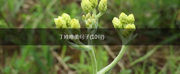 丁姓唯美句子(10句),第1张