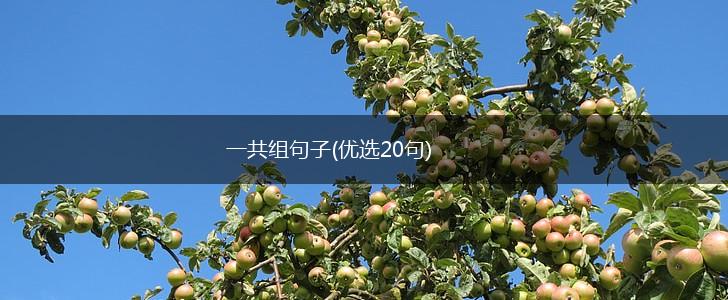 一共组句子(优选20句),第1张