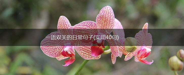一语双关的日常句子(实用40句),第1张