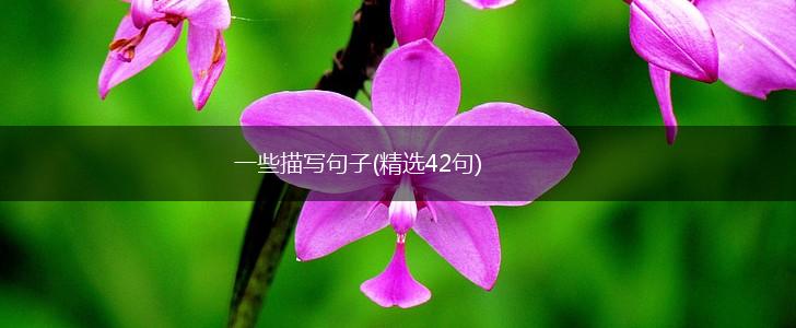 一些描写句子(精选42句),第1张