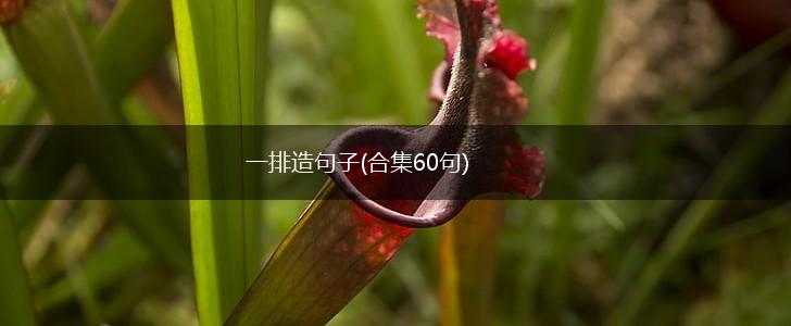 一排造句子(合集60句),第1张