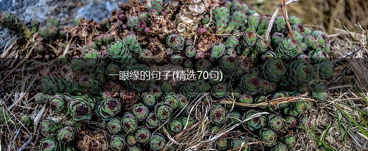 一眼缘的句子(精选70句),第1张