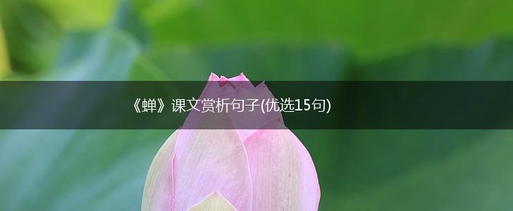 《蝉》课文赏析句子(优选15句),第1张