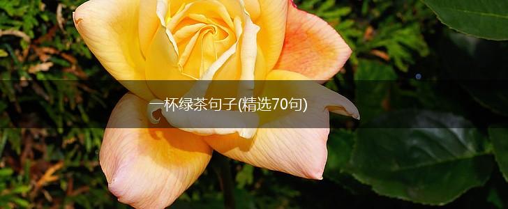 一杯绿茶句子(精选70句),第1张