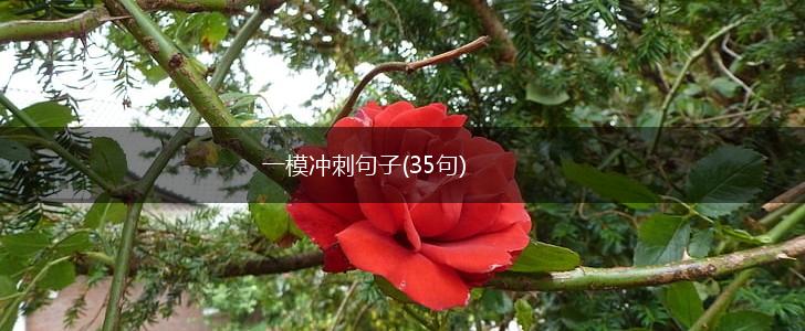 一模冲刺句子(35句),第1张