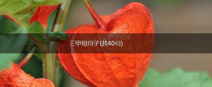 三甲组句子(共40句),第1张