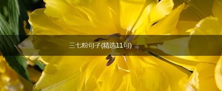 三七粉句子(精选11句),第1张