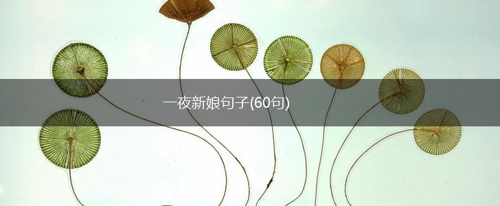 一夜新娘句子(60句),第1张