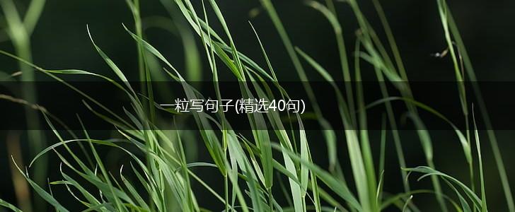 一粒写句子(精选40句),第1张