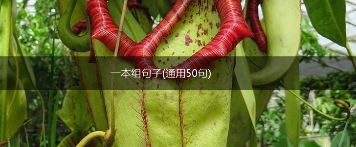 一本组句子(通用50句),第1张