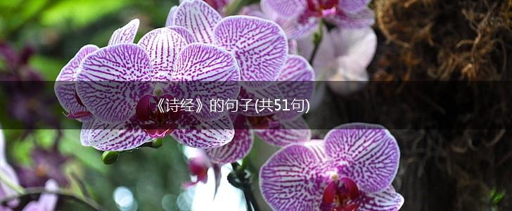 《诗经》的句子(共51句),第1张
