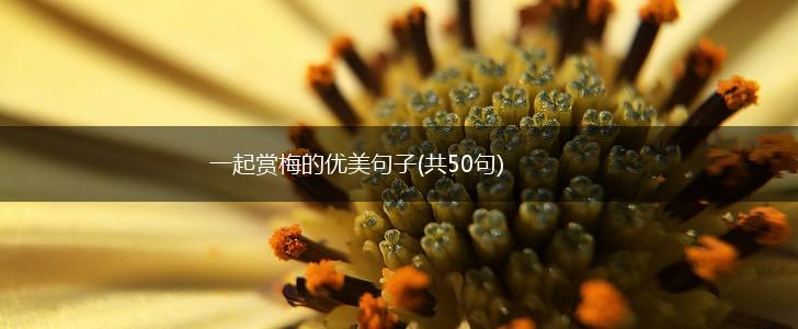 一起赏梅的优美句子(共50句),第1张