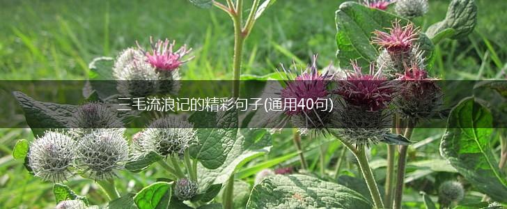 三毛流浪记的精彩句子(通用40句),第1张
