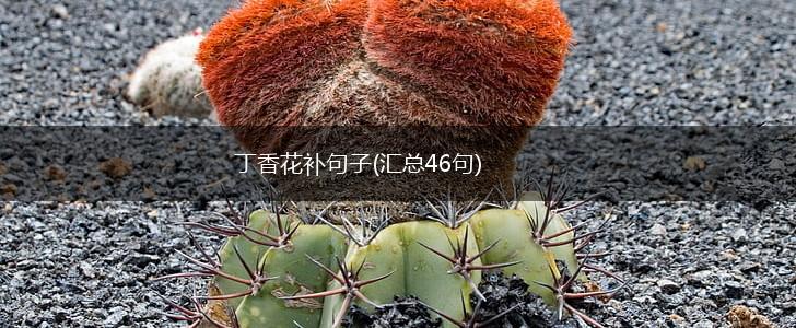 丁香花补句子(汇总46句),第1张