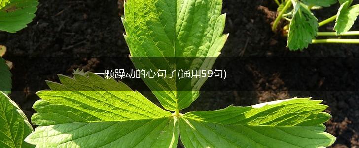 一颗躁动的心句子(通用59句),第1张