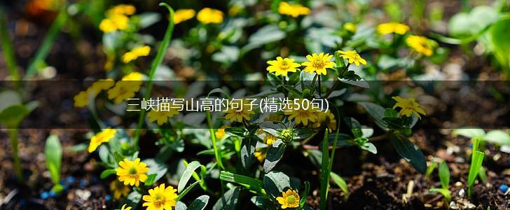 三峡描写山高的句子(精选50句),第1张