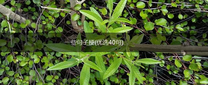 一些句子梗(优选40句),第1张
