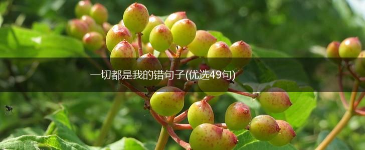 一切都是我的错句子(优选49句),第1张