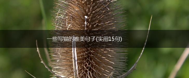 一些写猫的唯美句子(实用15句),第1张
