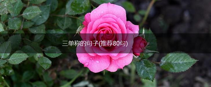 三单称的句子(推荐80句),第1张