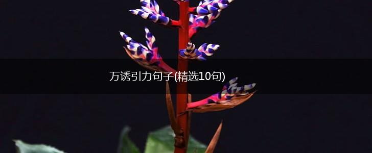 万诱引力句子(精选10句),第1张