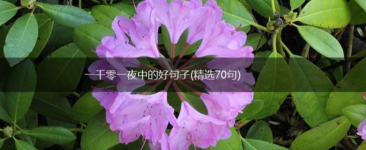 一千零一夜中的好句子(精选70句),第1张