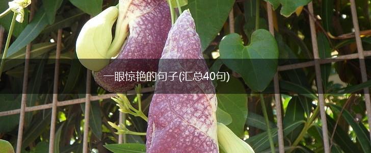 一眼惊艳的句子(汇总40句),第1张