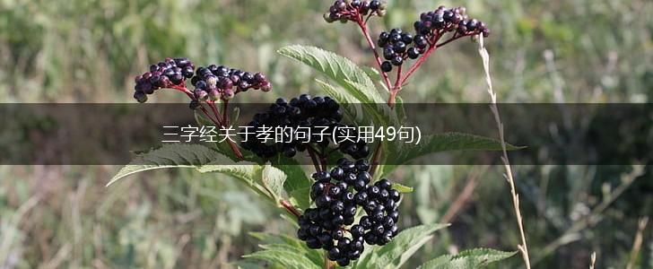 三字经关于孝的句子(实用49句),第1张