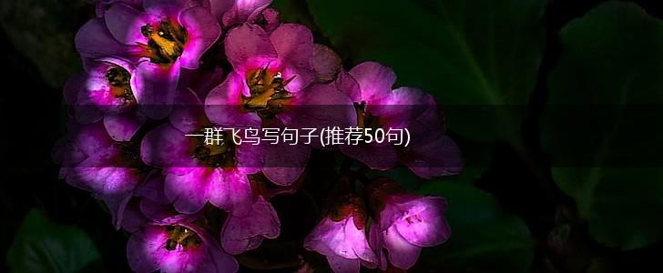 一群飞鸟写句子(推荐50句),第1张