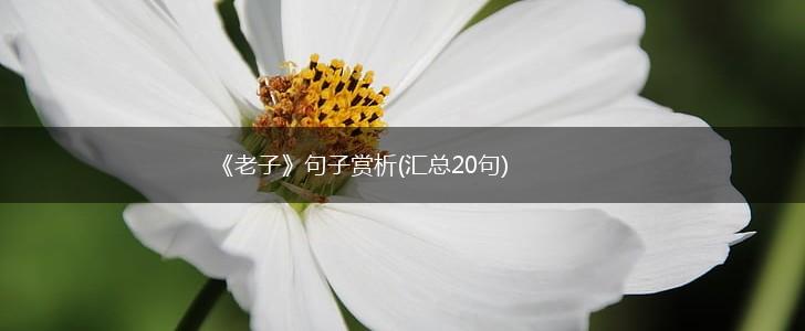 《老子》句子赏析(汇总20句),第1张