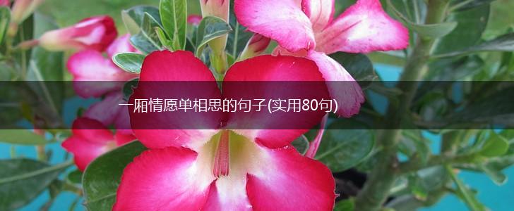 一厢情愿单相思的句子(实用80句),第1张