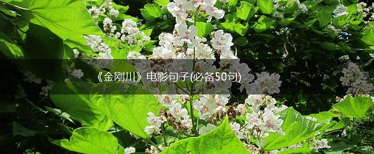 《金刚川》电影句子(必备50句),第1张