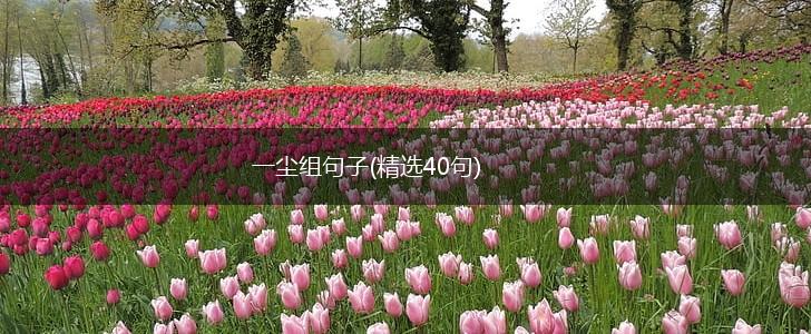 一尘组句子(精选40句),第1张