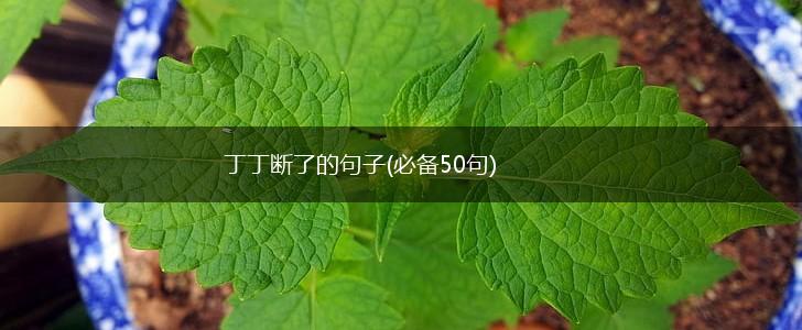丁丁断了的句子(必备50句),第1张