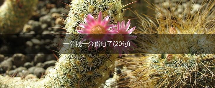 一分钱一分货句子(20句),第1张