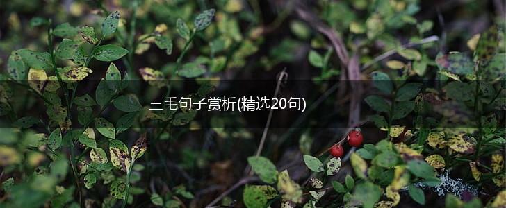 三毛句子赏析(精选20句),第1张