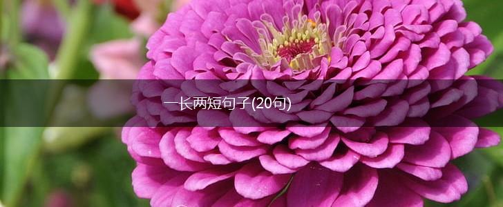 一长两短句子(20句),第1张