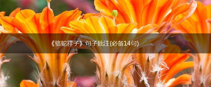 《骆驼祥子》句子批注(必备14句),第1张