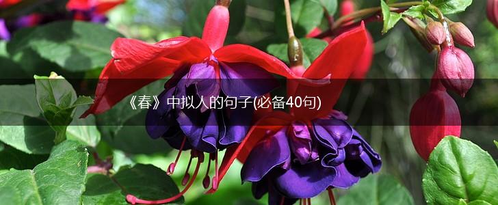《春》中拟人的句子(必备40句),第1张