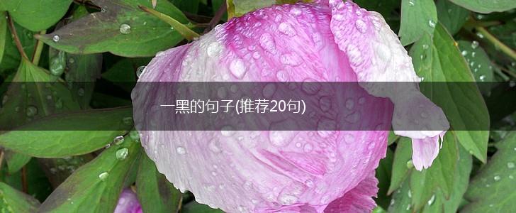 一黑的句子(推荐20句),第1张