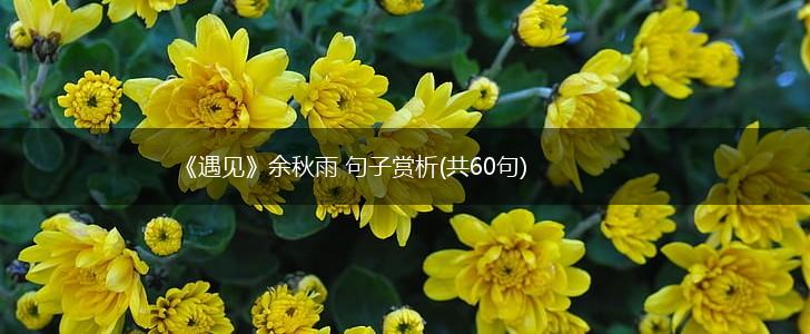 《遇见》余秋雨 句子赏析(共60句),第1张