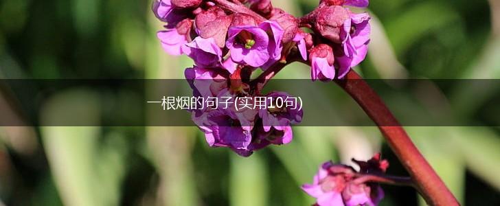 一根烟的句子(实用10句),第1张