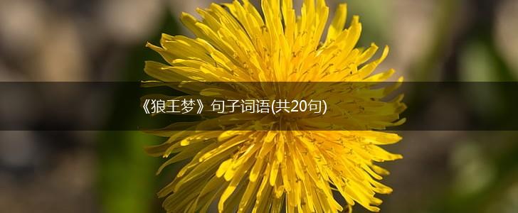 《狼王梦》句子词语(共20句),第1张