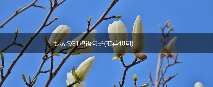 七龙珠GT粤语句子(推荐40句),第1张