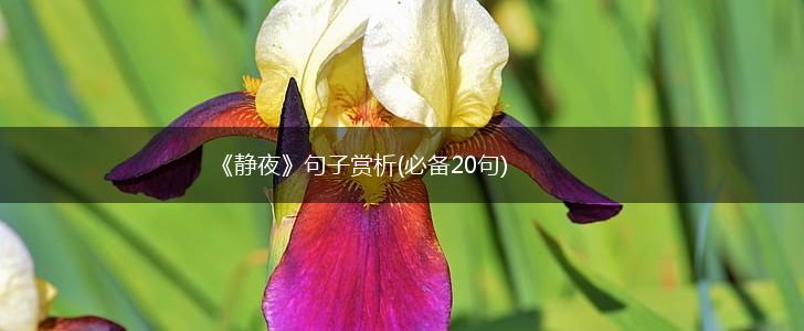 《静夜》句子赏析(必备20句),第1张