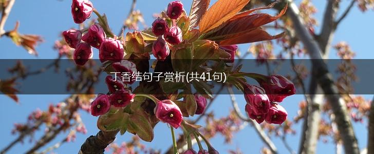 丁香结句子赏析(共41句),第1张
