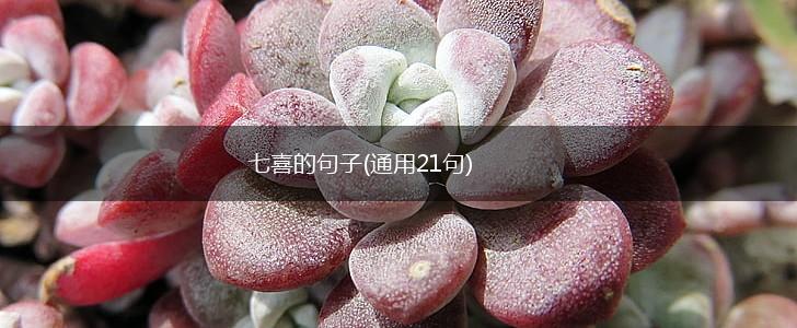 七喜的句子(通用21句),第1张