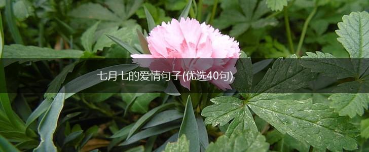 七月七的爱情句子(优选40句),第1张